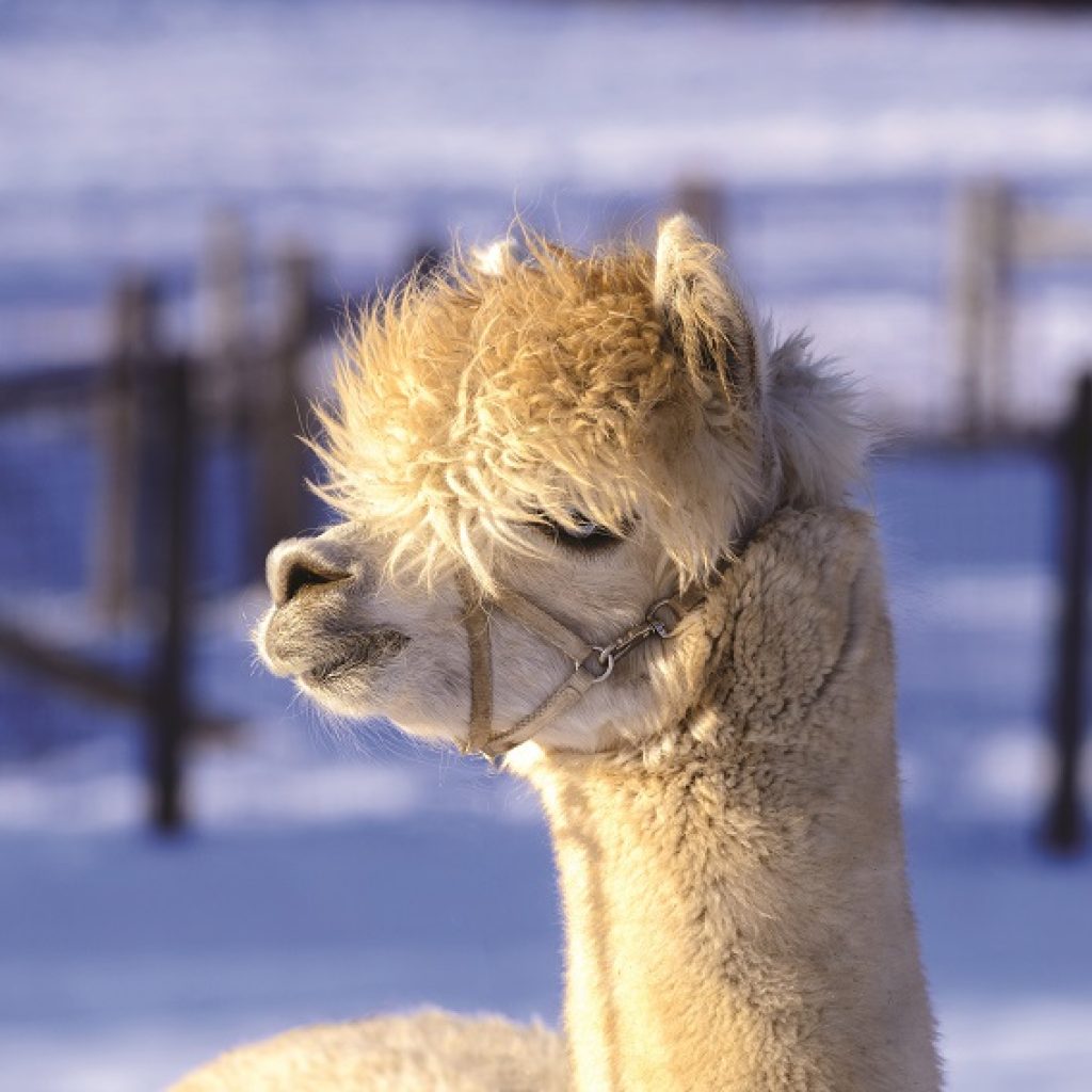 alpaca in winter